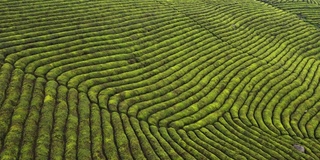 山上绿茶田的鸟瞰图