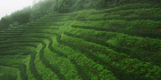 山上绿茶田的鸟瞰图