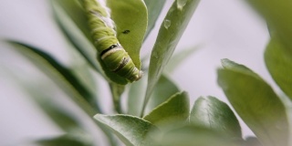特写:绿虫或毛毛虫虫或水蚤虫在绿叶上吃着，慢慢移动着。