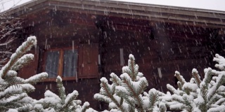 农村下大雪。雪花落在云杉的树枝上，背景是一座美丽的木屋
