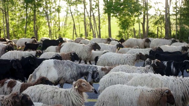 羊在公路上走
