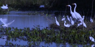 自然栖息地中的一群苍鹭。巴西的湿地。
