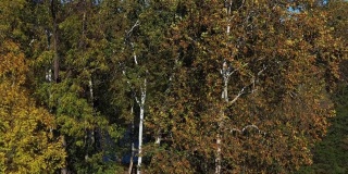 秋天的颜色在树上，雪兰多河，前皇家，弗吉尼亚，美国