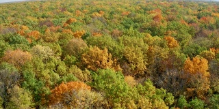 一架无人机在秋日黄澄澄的森林中飞过五颜六色的树梢