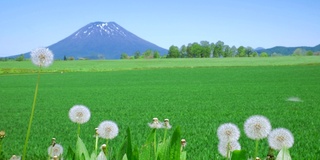 Yotei山(北海道Niseko)