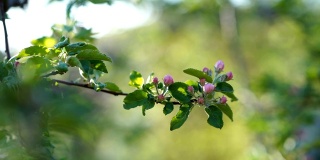 春季盛开的果园在尼亚加拉瀑布地区，安大略省，加拿大