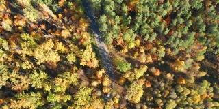 无人机旋转着，在一条蜿蜒的小路上穿过秋日里一片明黄色的森林，五颜六色的汽车正在行驶
