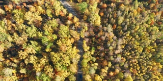 空中，在一条蜿蜒的小路上，穿过秋日明亮的黄色森林，五颜六色的汽车正在行驶