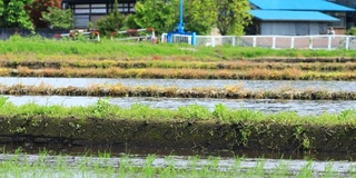 日本的水稻种植景观