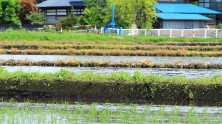 日本的水稻种植景观视频素材模板下载