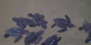 海龟在农场的海水缸中游泳以营救海龟