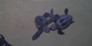 海龟在海水中游泳，躲避偷猎者的偷猎