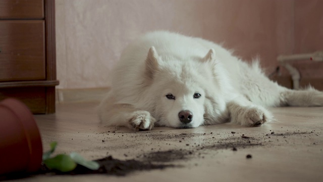 一只内疚的狗趴在地上，旁边是一棵被掀翻的花