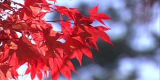 Autumn Leaves /秋天的叶子