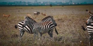 斑马在萨凡纳。斑马站在肯尼亚内罗毕国家公园休息，地平线上可以看到城市的天际线