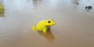 两只黄色的玩青蛙