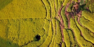 无人机在中国罗平油菜花田上空的鸟瞰图