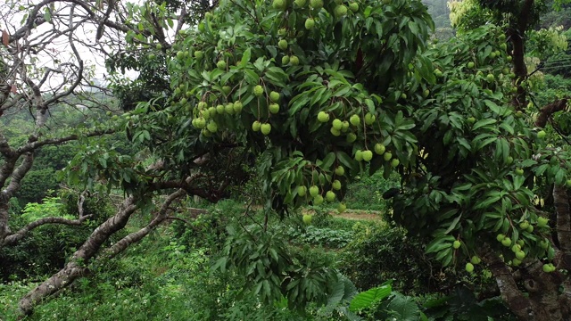 荔枝是生长在树上的热带水果