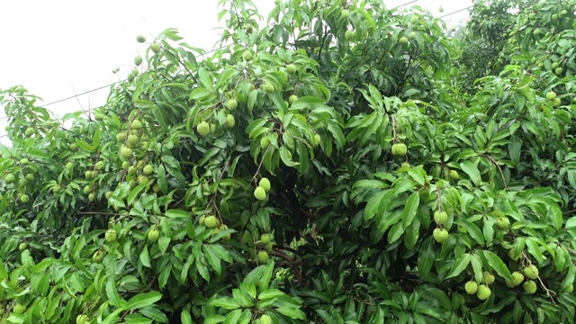 荔枝是生长在树上的热带水果