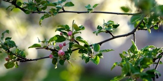 春季盛开的果园在尼亚加拉瀑布地区，安大略省，加拿大
