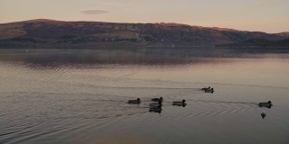 日落时分，一群鸭子漂浮在平静的湖面上。采用针