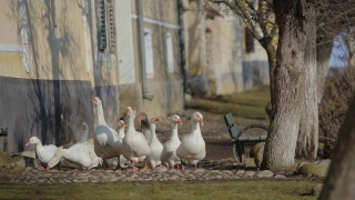 在罗马尼亚的乡村，白色的鸭子在一栋建筑附近行走视频素材模板下载