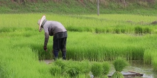 亚洲概念的生活方式。在草地梯田上耕作的农民在梯田里种水稻的农民。