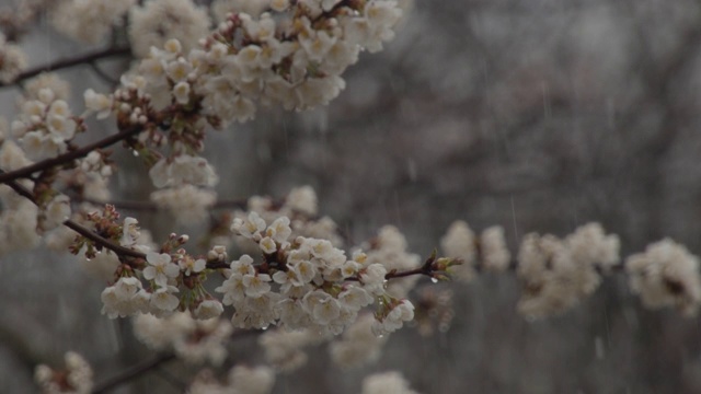 果树的春芽和花朵