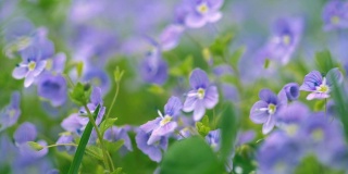 在落日的余晖中，紫色的春日小花在草地上绽放。风吹动草地上的花朵。春天来了。