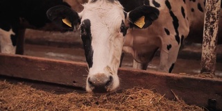 这头牛直视镜头，嚼着干草，哞哞叫着。有趣的动物。