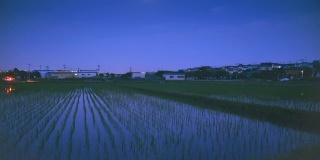横滨郊区的稻田里，月亮倒映在稻田里，稻子在风中摇曳