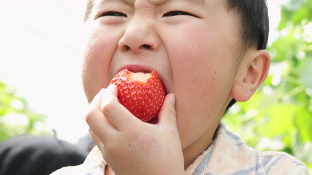 男孩在地里摘草莓