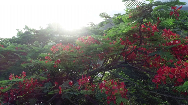 美丽的红色皇家poinciana或艳丽的花(龙凤)在日出后雨后