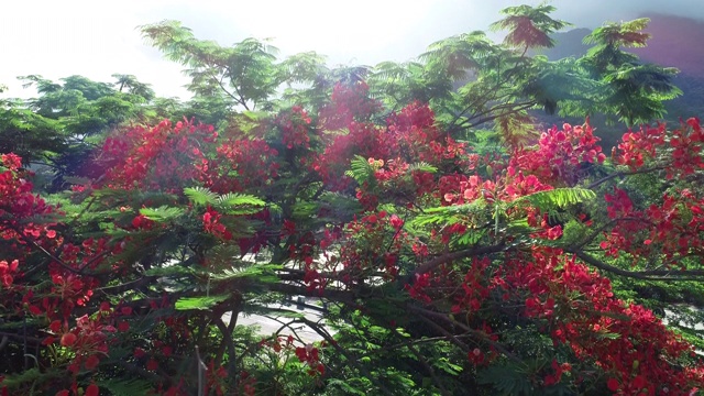 美丽的红色皇家poinciana或艳丽的花(龙凤)在日出后雨后