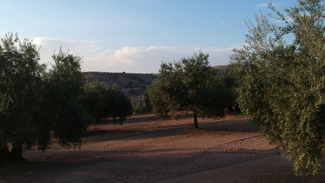 安达卢西亚日落时的橄榄树园