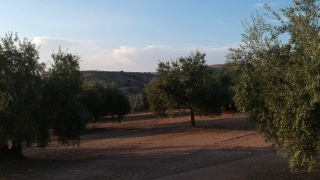安达卢西亚日落时的橄榄树园视频素材模板下载
