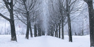 令人惊叹的景观，覆盖着积雪的树木和冬季胡同在下雪的时候