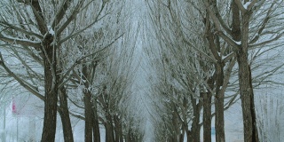 冬天小路上美丽的白雪覆盖的树木，缩小镜头