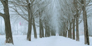 用平移镜头拍摄美丽的冬天的小路和白雪覆盖的树木
