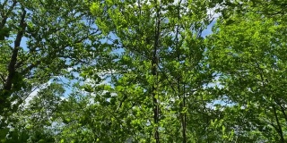 在一个阳光明媚但风很大的6月的一天，移动视频显示了高大树上的树叶发出的隆隆声。