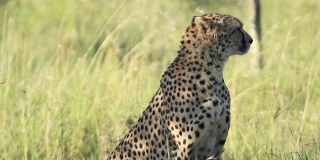 慢镜头，猎豹坐着，看起来很警觉。在肯尼亚拍摄的非洲野生动物