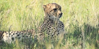 猎豹躺在草地上的慢镜头。在肯尼亚拍摄的非洲野生动物