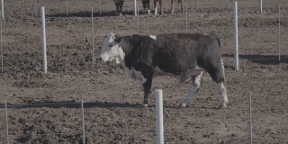 一头奶牛走在农家院子里，接近电线