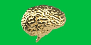 金色的大脑