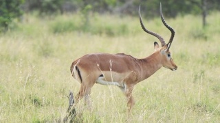 慢镜头黑斑羚穿过肯尼亚的热带草原视频素材模板下载