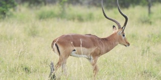 慢镜头黑斑羚穿过肯尼亚的热带草原