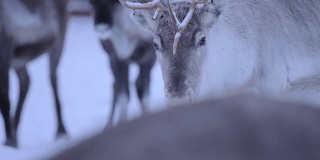 寒冷和悲伤的面孔，驯鹿在冬季在芬兰-近距离拍摄