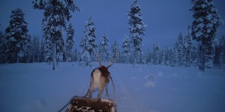 驯鹿骑在芬兰拉普兰看圣诞老人-广角镜头