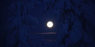 满月的景象，越过一些积雪覆盖的树木，在夜晚的月光下