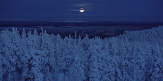 一个令人惊叹的景点霜冻松树照亮在美丽的月亮在夜晚-航拍